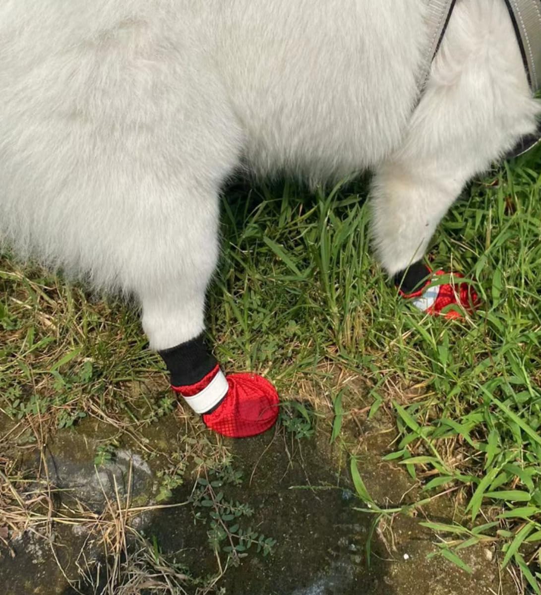 Winter Paw Protector Dog Boots for Small Dogs, Waterproof Dog Booties, Dog Shoes Soft Sole and Nonslip Set of 4 Color Red Size Small