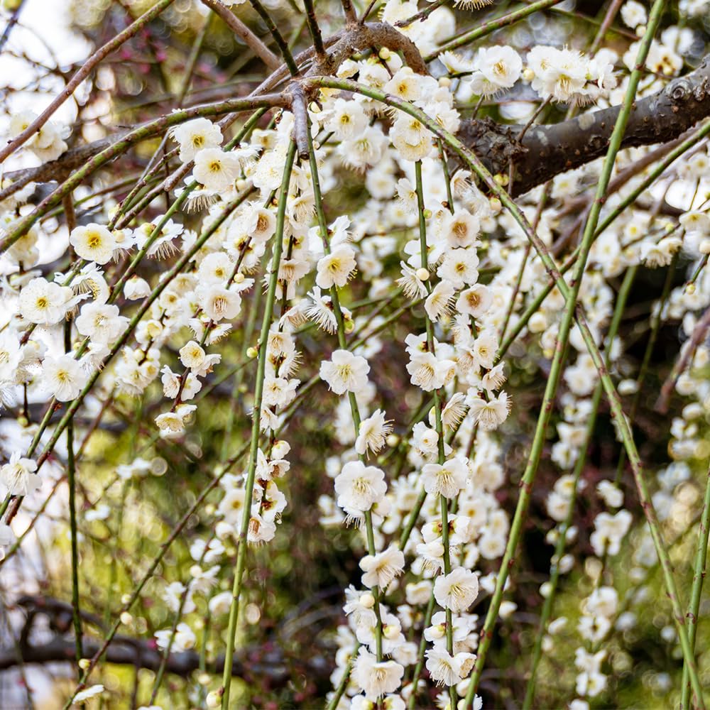 枝垂れ梅　白花　(引き取り※配達可能) Amazon.co.jp: しだれ梅 白花 4～5号 1個売り【品種で選べる花木苗