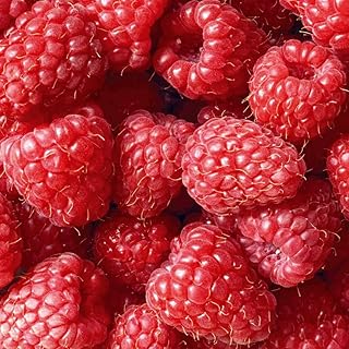 Raspberry Plant Summer Fruit Yield Tasty Sweet Berries Glen Ample, 6 x Bare Root Rubus Idaeous Canes by Thompson & Morgan