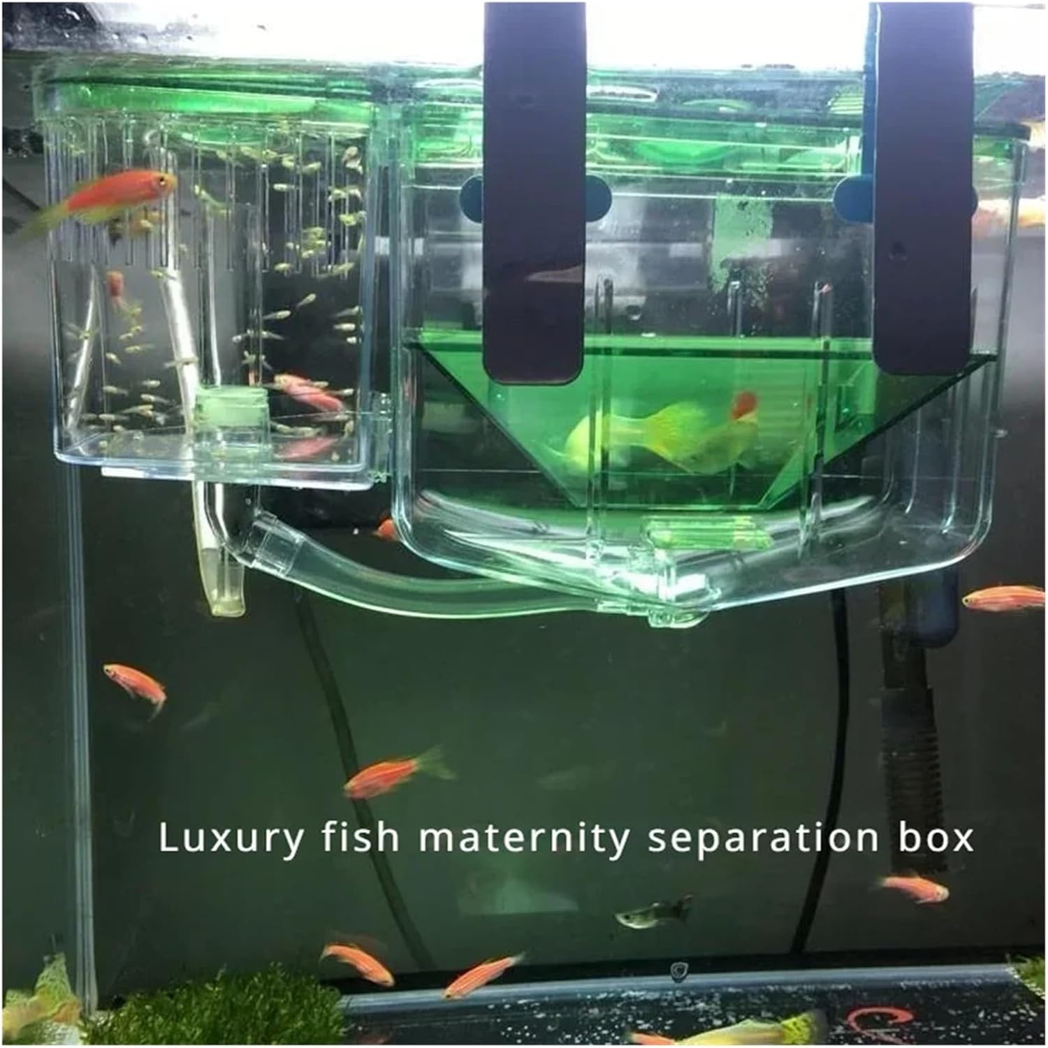 Automatic Circulating Fish Breeding Isolation Box – Ideal Nursery for Baby Fish, Shrimp, Clownfish, and Guppy