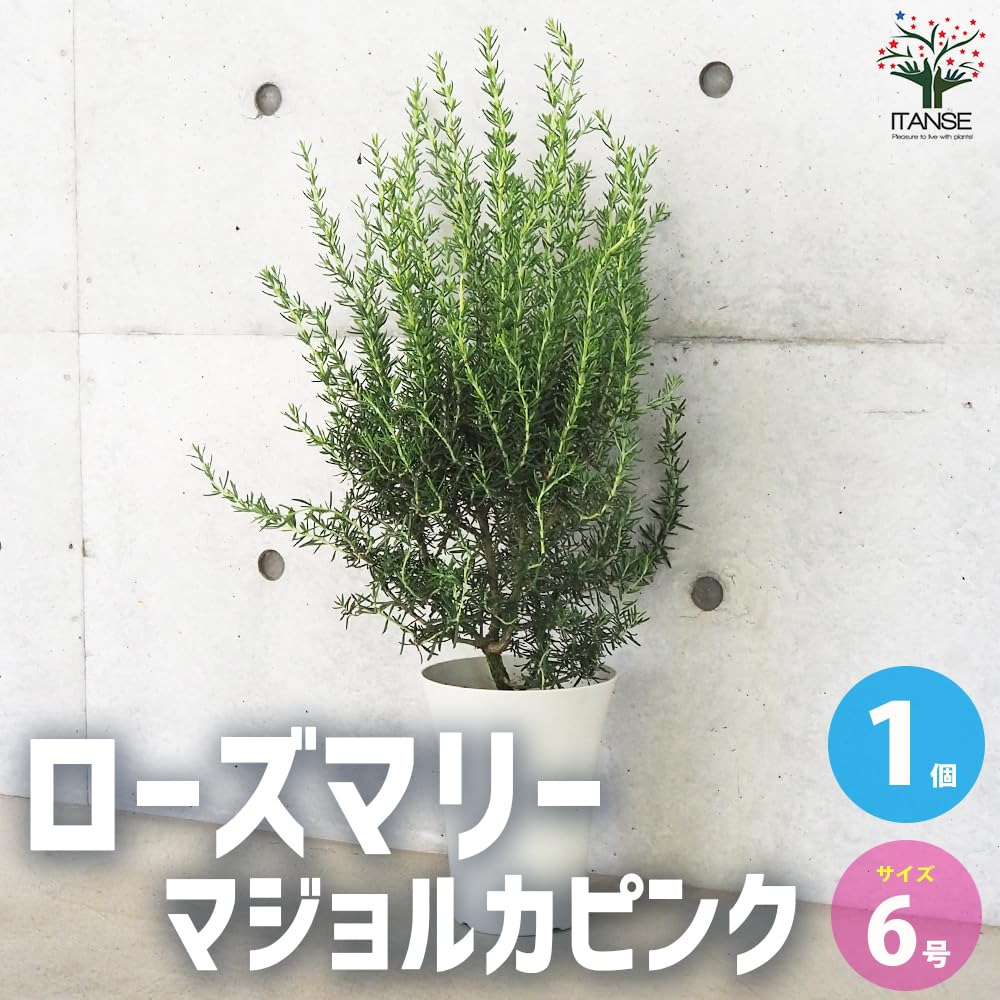 Amazon.co.jp: ローズマリーマジョルカピンク 6号鉢 1個売り【品種で