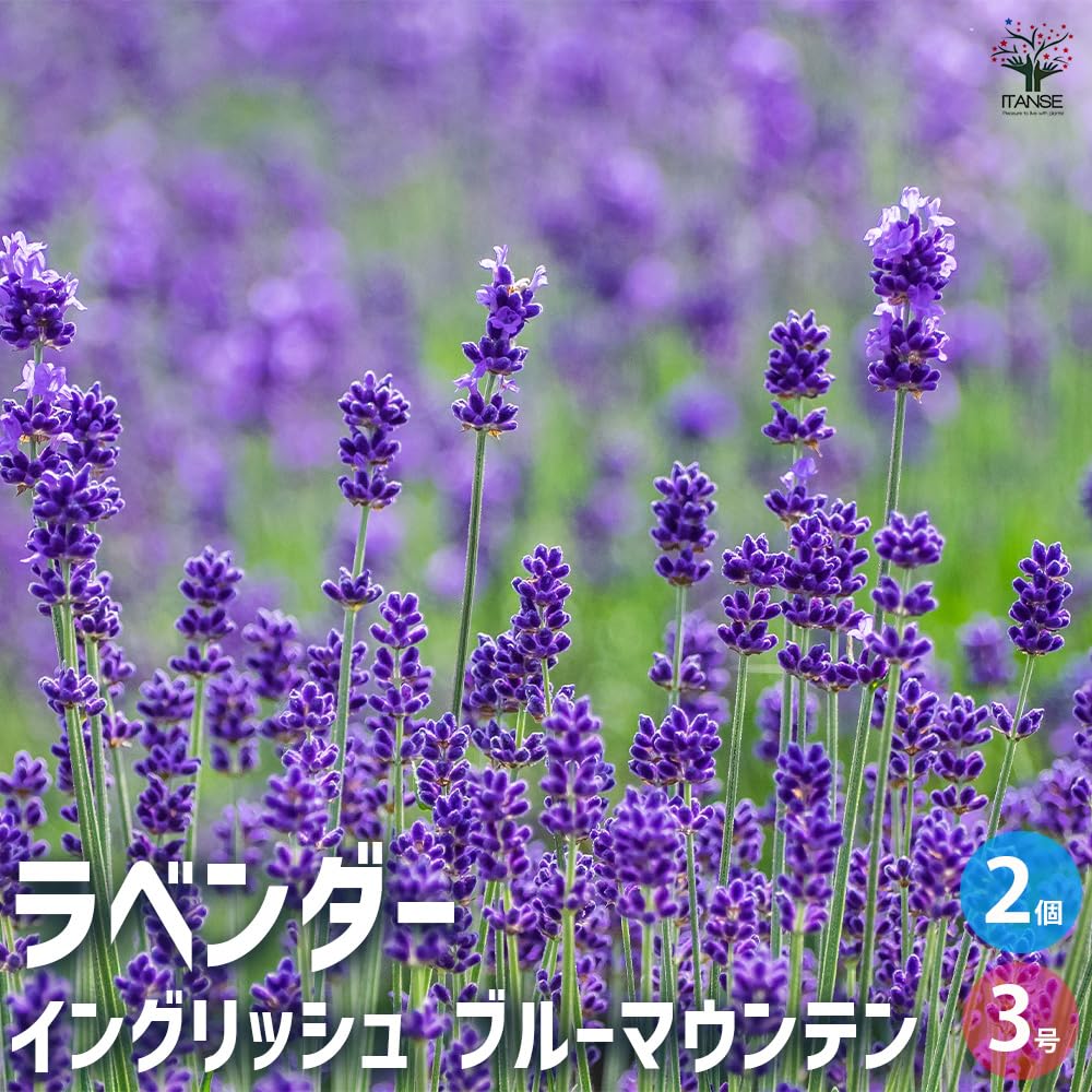 リリーらなんさま 専用 ラベンダー レモン パイン リリーらなんさま 専用 ラベンダー レモン パイン