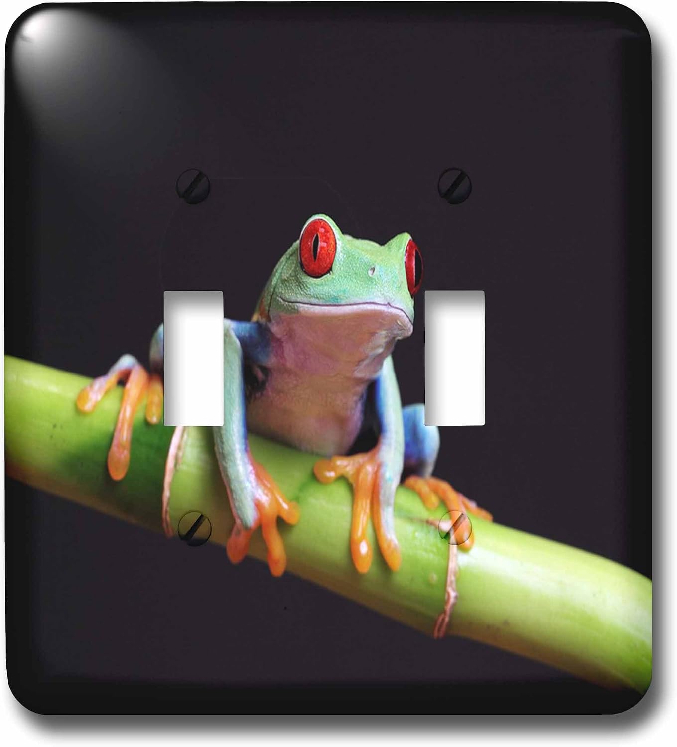 3dRose lsp_80758_2 Very Colorful Tropical Frog Closeup Double Toggle Switch