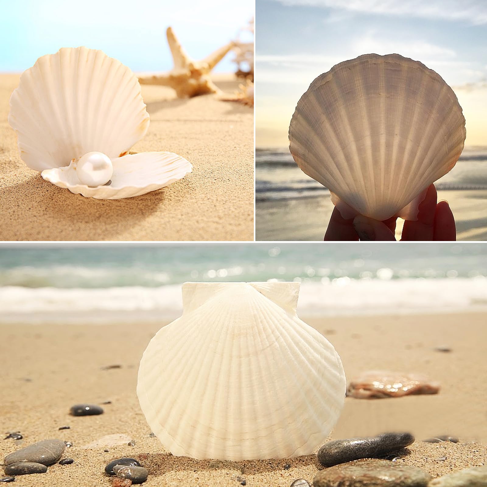 16 Coquillages Pétoncles Naturels Blancs 10-12cm - Décoration Plage, Mariage, Aquarium Et Vase