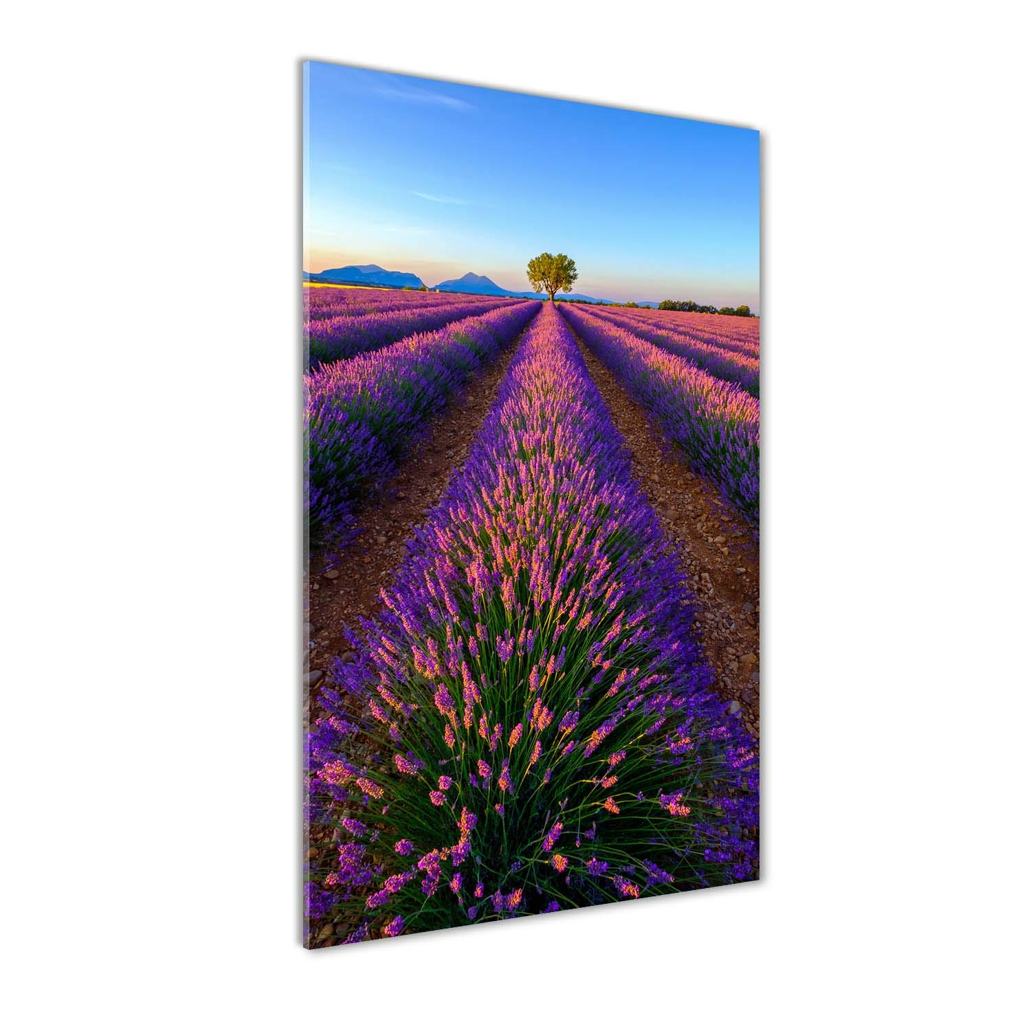 Impression sur verre 60x120 cm de champ de lavande violet pour la décoration murale panoramique