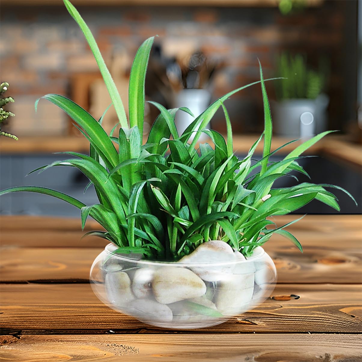 Happyyami Klare Glasvase Für Fische Und Pflanzen Runde Aquarium-vase Elegantes Terrarium Und Pflanzgefäß Für Heimdekoration Und Hochzeiten