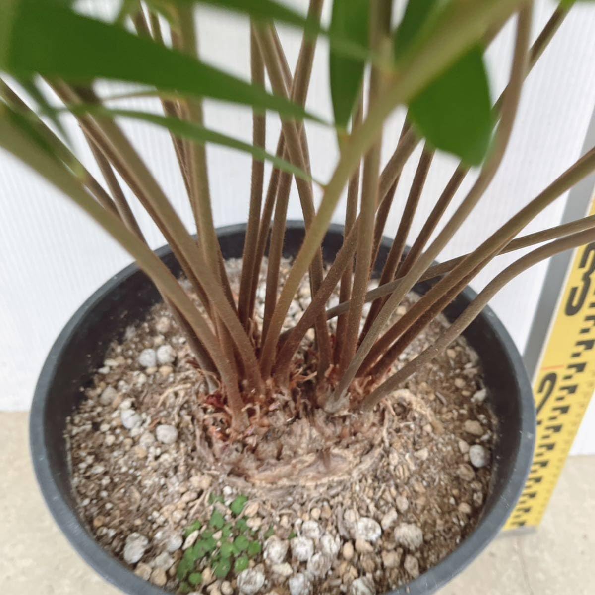 ザミアフロリダーナ メキシコソテツ 多頭 双頭 ダブルヘッド 以上 ザミアフロリダーナ メキシコソテツ 多頭 双頭 ダブルヘッド 以上