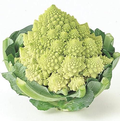 秋 ガーデニング 花 種の人気商品 通販 価格比較 価格 Com