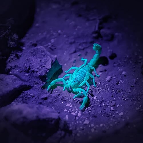 Miniatura 7 de COSOOS 2 linternas de luz negra UV, paquete de 2 luces de lápiz mini de 395 nm con clip, linterna ultravioleta impermeable para fugas, orina de