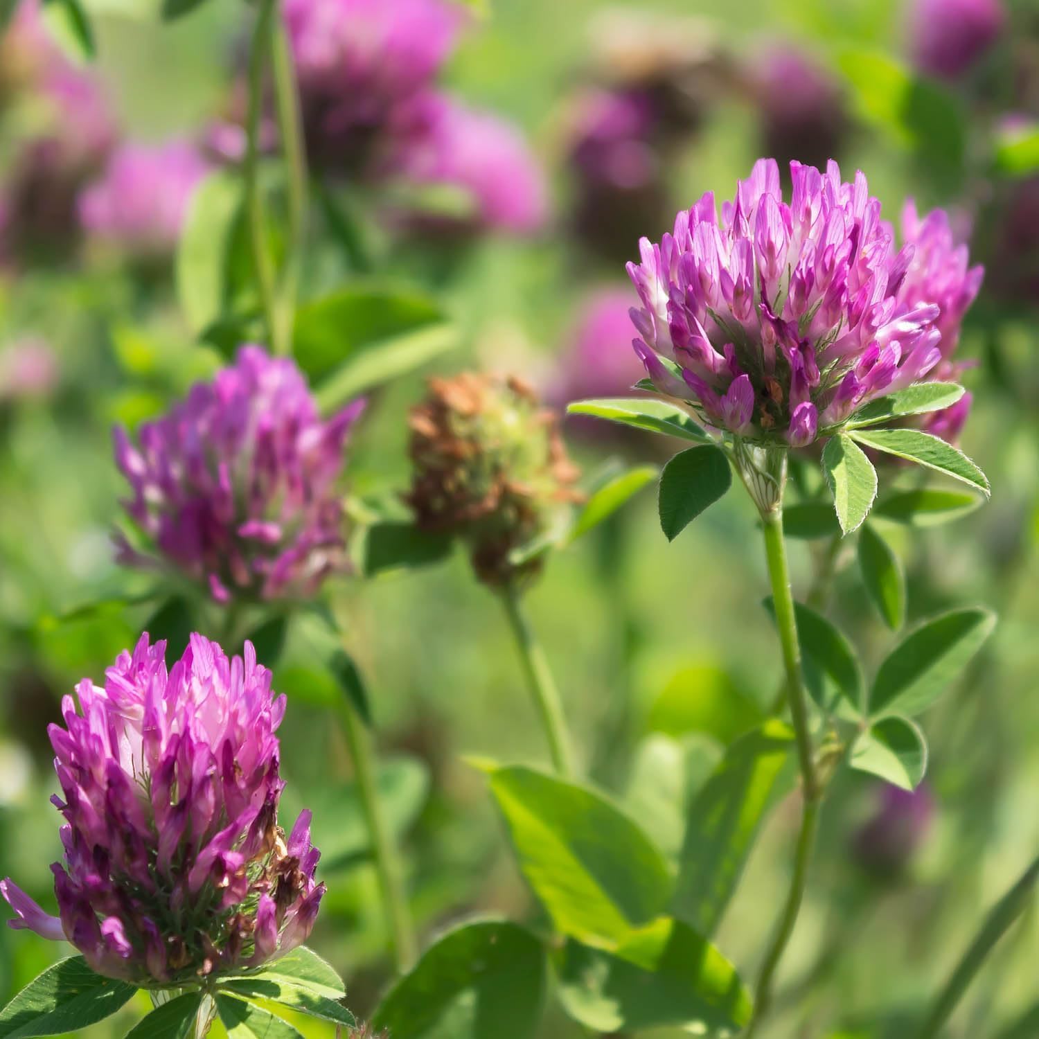 Outsidepride Perennial Red Clover Seeds with Crimson Clover Seed - 2 lbs. Self-Seeding, Nitrocoated, Inoculated Clover Seeds for Lawn, Yard, Forage, Pasture, Hay, Nitrogen Fixation, Soil Improvement