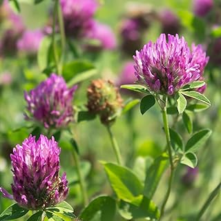Outsidepride Red Crimson Clover Seed