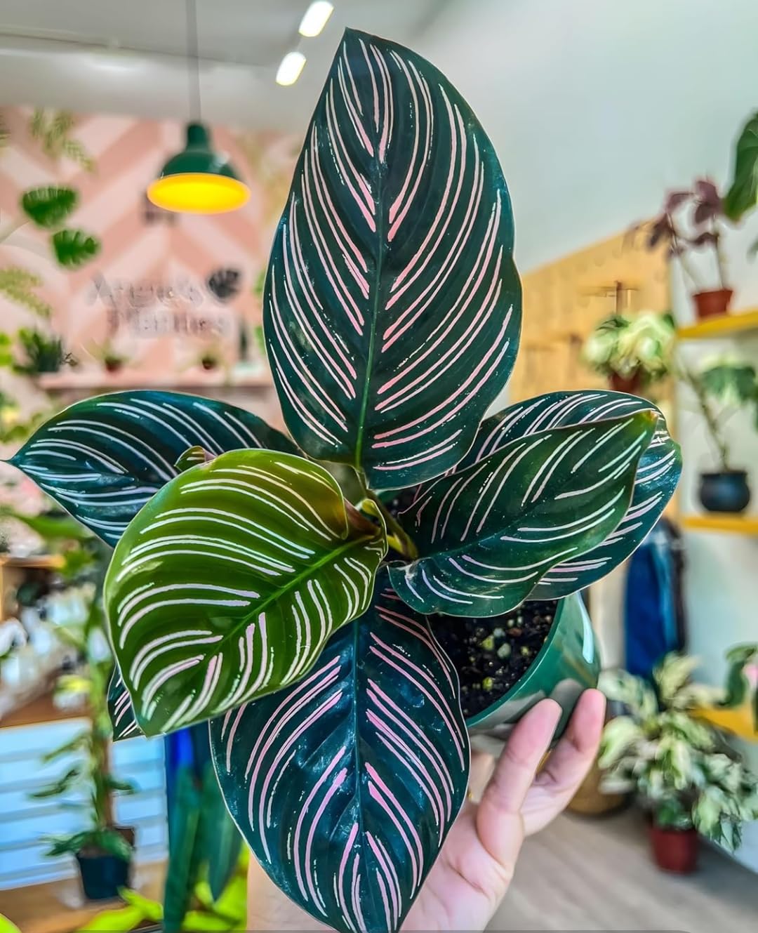 Calathea Ornata Plant, Live Indoor Plant, Striped Green Leaves with Pink Undersides, Potted-image-7