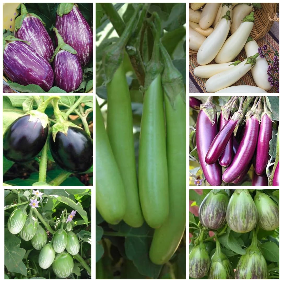 Seed Basket Brinjal Seeds Pack of 7 Varieties | 400+ Hybrid & Non-GMO Seeds | 90%+ Germination | Ideal for Home Gardening, Terrace Farming, and Vegetable Planting