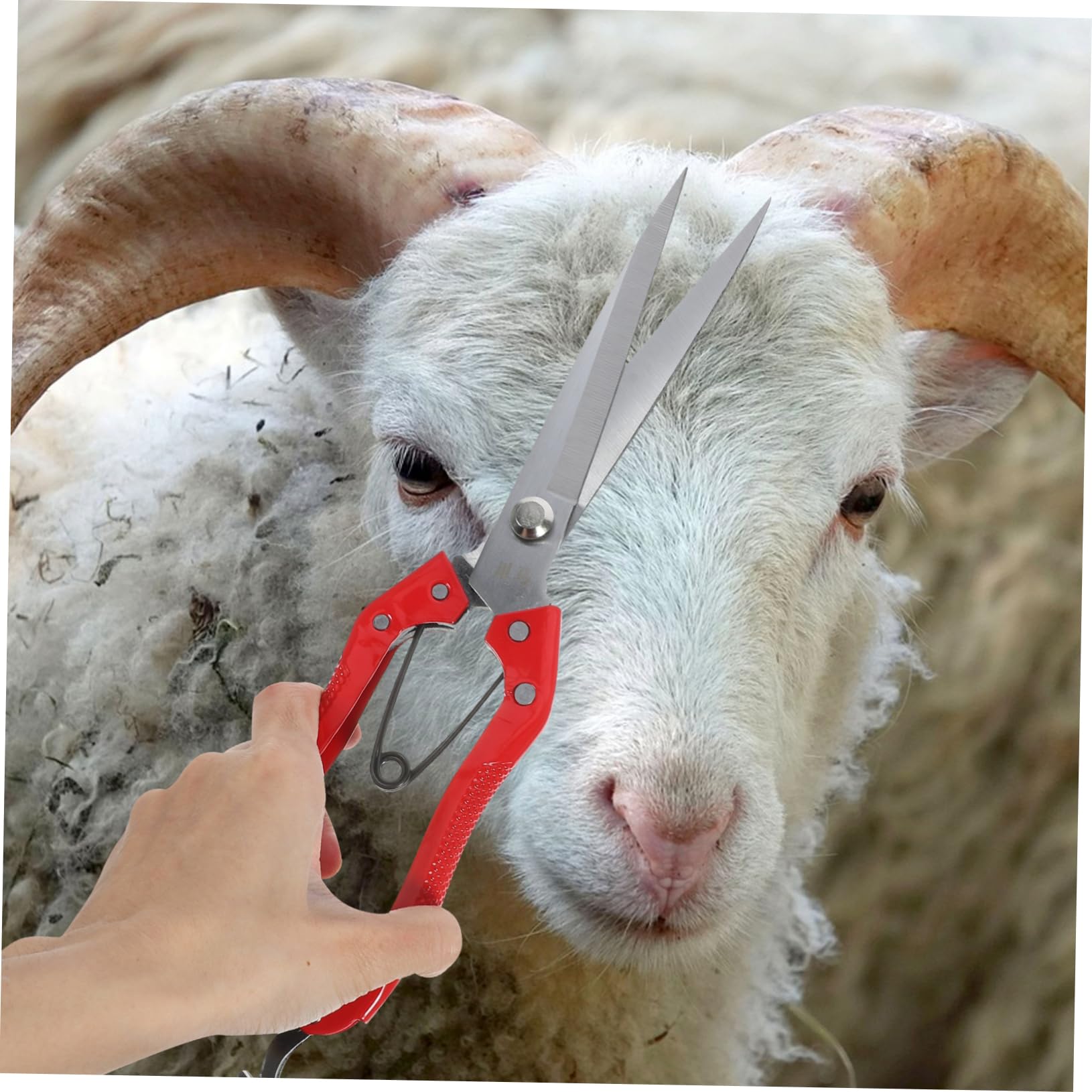 VANZACK 5piezas Cortadora De Lana Manual De Carbono Para Esquilar Ovejas Tijera Ergonómica Mango Cómodo Herramienta De Peluquería Animal Para Uso Granjas y Cuidado De Mascotas