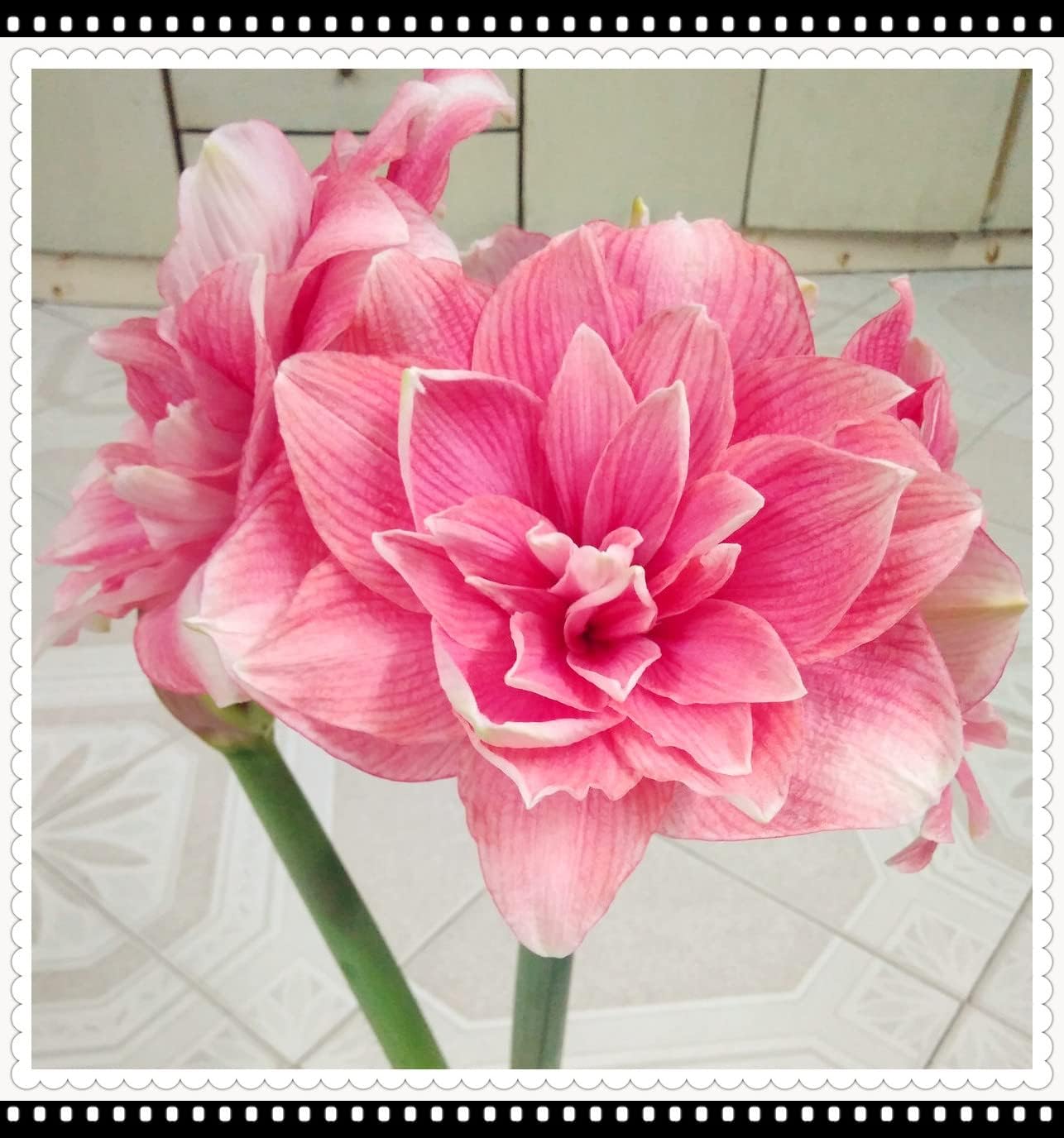 Amaryllis Bulbs/Wedding Flowers/Good for Containers/Greening Flower