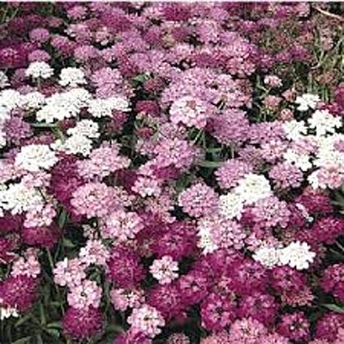 Miniatura 3 de Candytuft, semillas de mezcla de hadas enanas, 100 semillas, hermoso rosa, lavanda, flores blancas