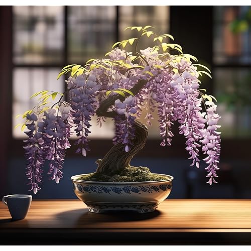 Weeping Wisteria Bonsai Tree Seeds for Planting - 10 Seeds