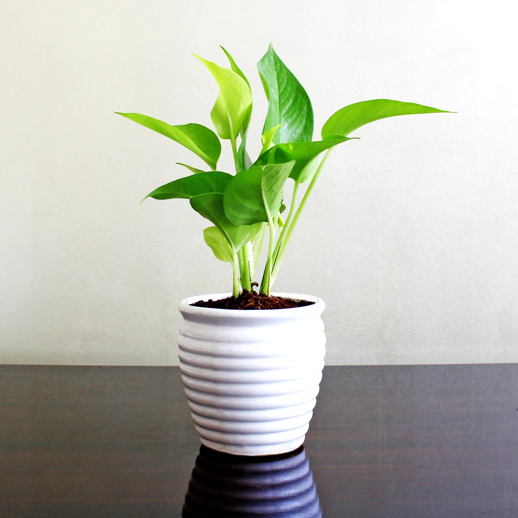 Rolling Nature Good Luck Money Plant in White Ceramic Pot, Green Leaves,  White Pot, 1 Piece (1 Plant in Pot) : Amazon.in: Garden & Outdoors