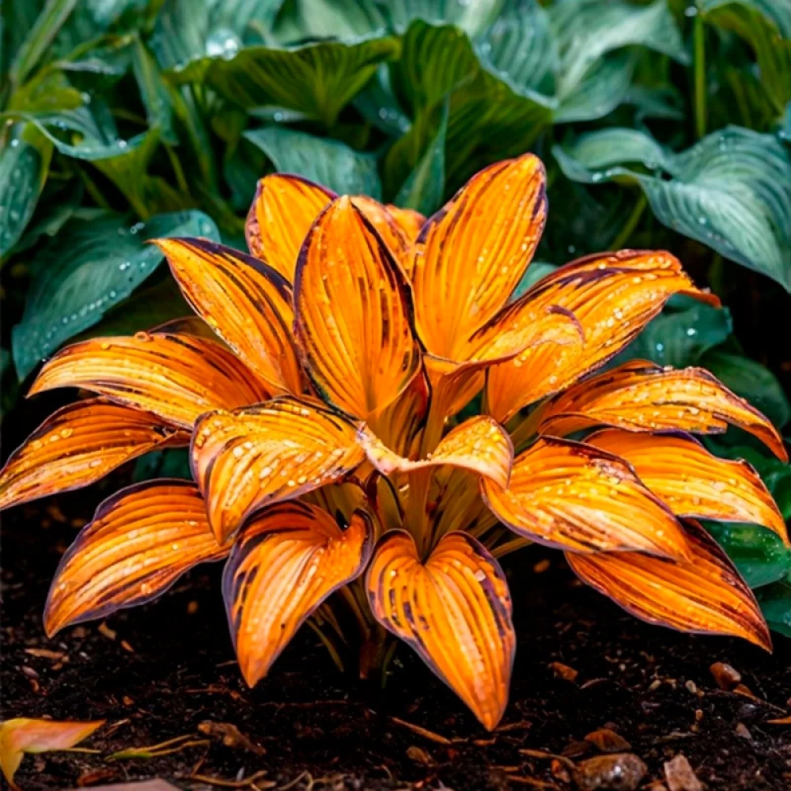 Perennial/Butterfly Flower//Hostas rhizomes/Excellent Display/Hosta Bulbs for Planting Now UK-8Bulbs -a