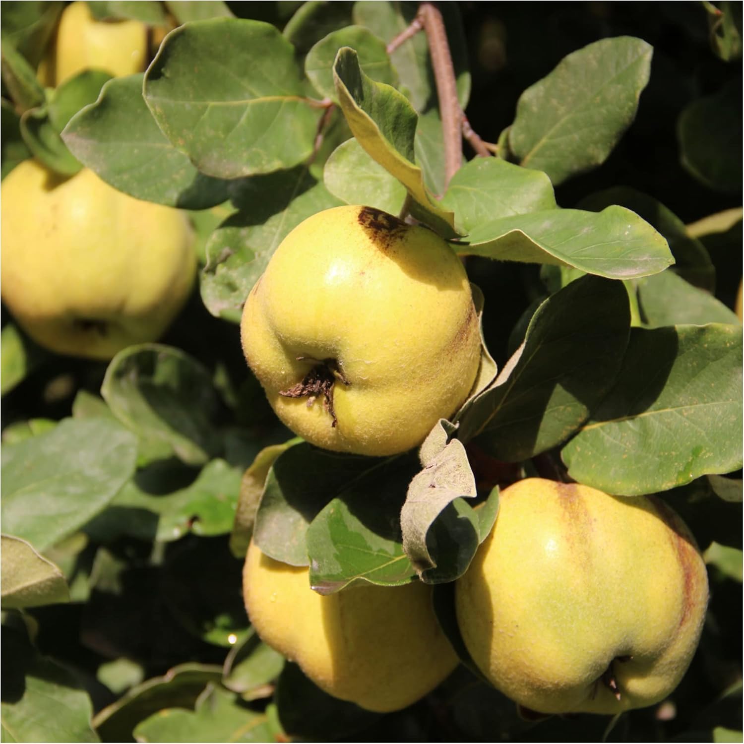 Dwarf Patio Cydonia Oblogna 'Champion' Quince Tree Miniature in 5L Pot