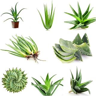 300 pcs Aloe Vera Seeds - Herbal Seed Plant Bucket Succulent Plant, Balcony Decoration Room Bonsai Herbaceous Seeds Hardy Perennial Perennial Plants Indoor Herbal Garden and Outdoor