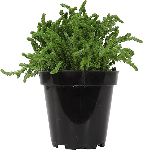 Miniatura 2 de Altman Plants, Cadena de reloj de 3.5 pulgadas, plantas suculentas vivas de Crassula, plantas suculentas vivas, plantas de interior vivas, plantas