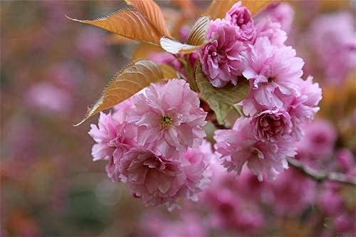Plantas de jardín Semillas Bonsái Semillas Sakura Japonesas Semillas 20 Semillas Raras Flores de Cerezo Japonés Flores Semillas en Bonsai Rosa