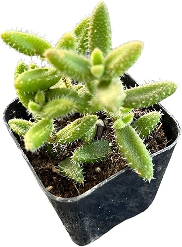 Miniatura 2 de USKC Plantas de cactus suculentas raras vivas (2 "Pot Cotyledon 'Choco Line')