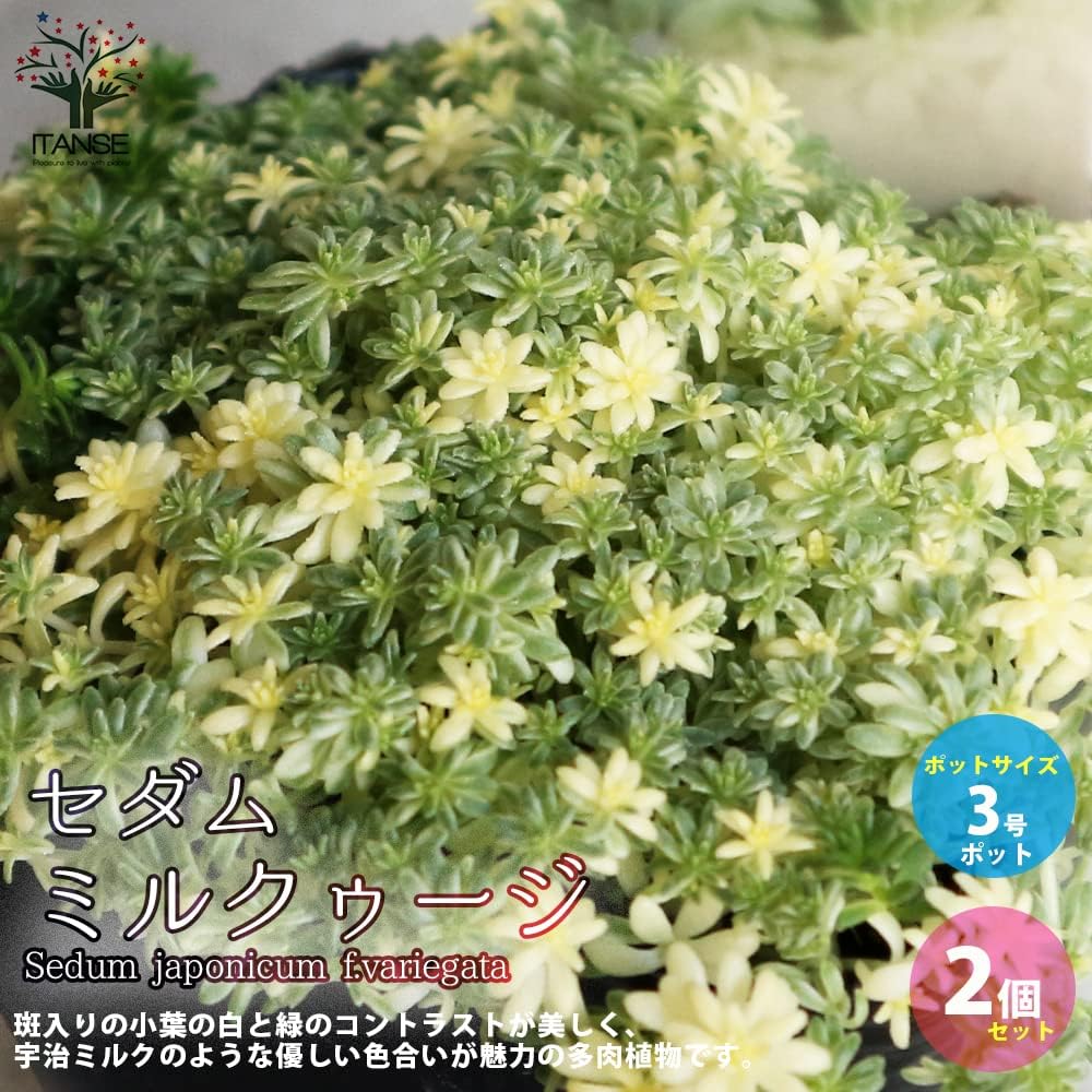 Amazon Co Jp セダム ミルクゥージ 3号ポット苗 2個セット 品種で選べる多肉植物 グランドカバー苗 1個売り 学名 Sedum Graucofilum ベンケイソウ科マンネングサ属 セダム属 多肉植物 多年草 生育タイプ 春秋型 耐寒性多年草 セダム ミルクゥージは 白と緑が