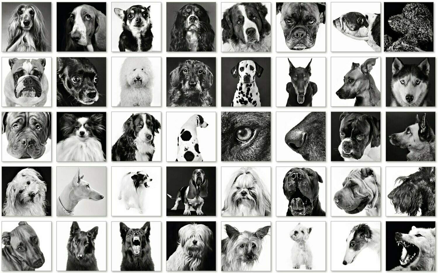 Hunde Chiens – Jeu de mémoire