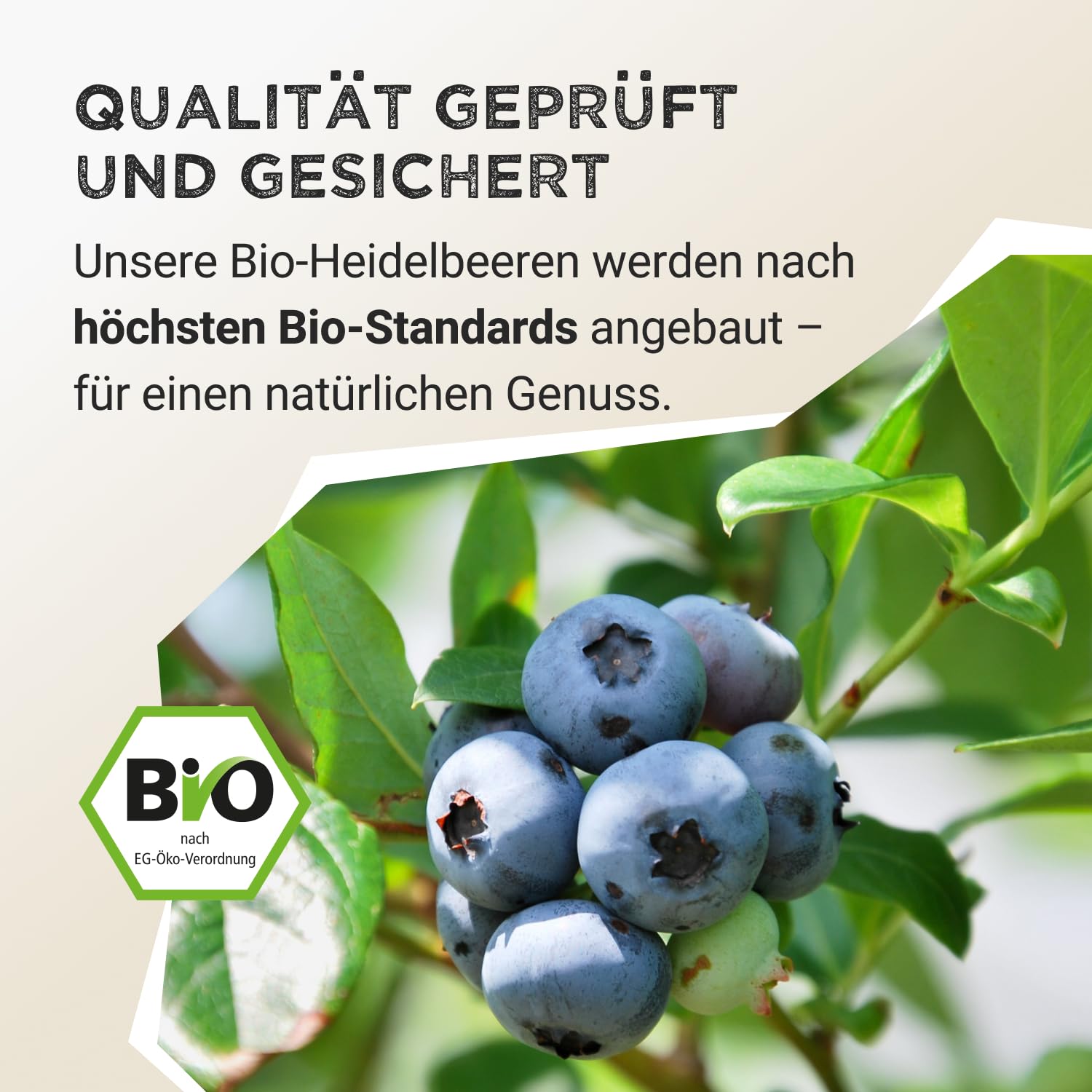 Harvest Republic Bio dzika jagoda w proszku z liofilizowanych owoców, idealna do koktajli, owsianki i miseczek śniadaniowych, 100% proszku owocowego bez dodatku cukru (125 g)