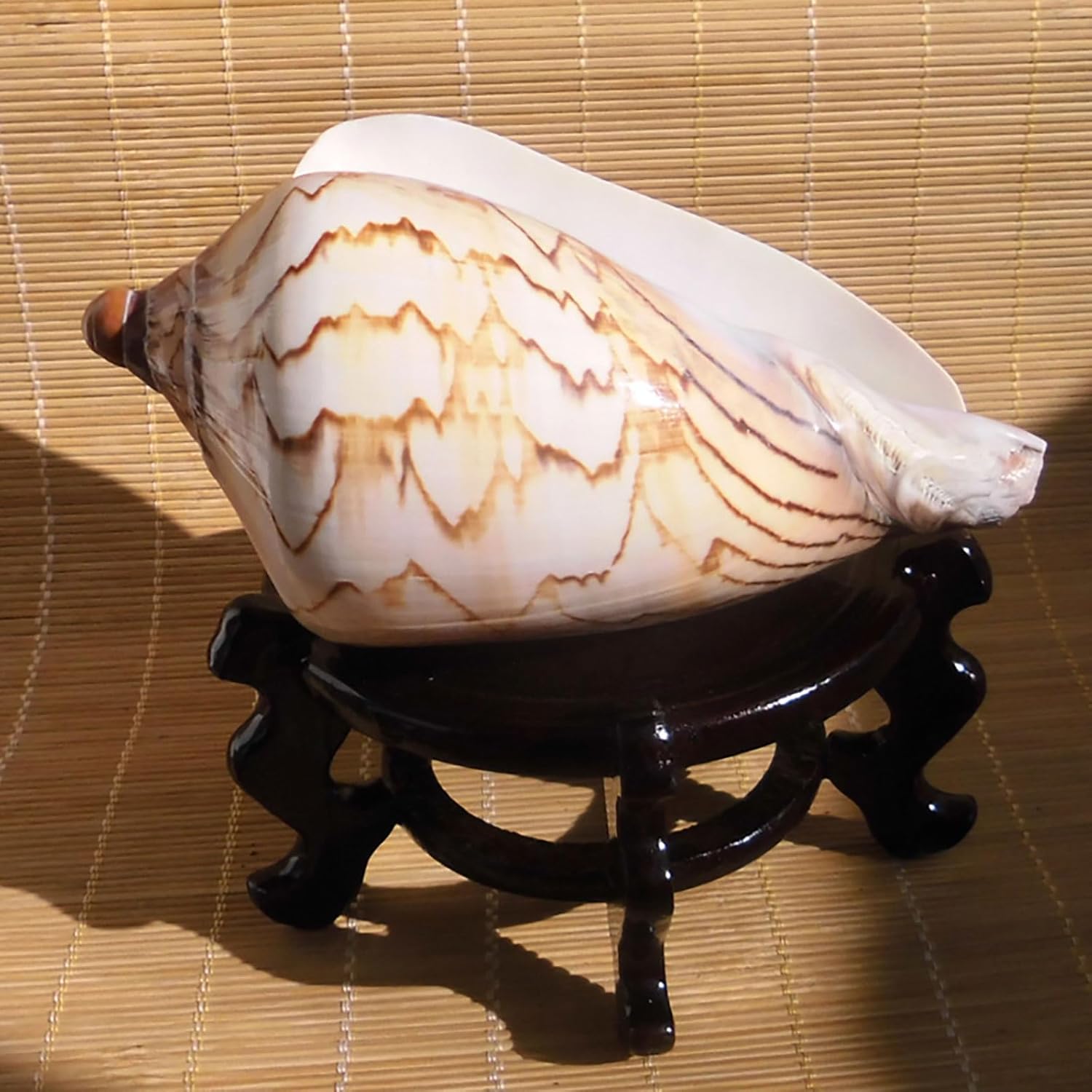 Large Sea Shells for Decoration,Large Seashells, Conch Shells Perfect for Fish Tank Wedding Decor Beach Theme Party Home Decorations DIY