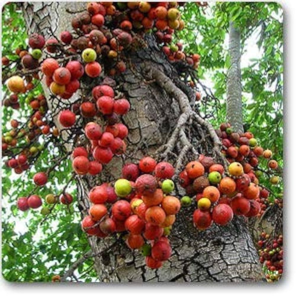 See full amazon price history chart for Gular Live Plant| Cluster fig Plant | Fruit plant Outdoor live plant| Goolar (Ficus racemosa) | oudoor Balcony | Home Garden plant | plant in Nursery poly Bag (Pack of 2) Gular Live Plant| Cluster fig Plant | Fruit plant Outdoor live plant| Goolar (Ficus racemosa) | oudoor Balcony | Home Garden plant | plant in Nursery poly Bag (Pack of 2) (B0CYL154RN) Amazon Price History, Amazon Price Tracker
