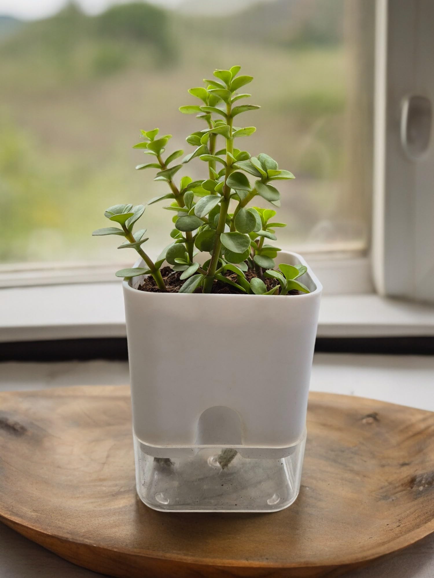 Evergreen Oasis Good Luck Jade Plant Crassula Ovata Live Indoor Plants with White Self Watering Pot - Healthy Plant for Living Room, Bedroom & Office Table (B0D6VVDT3W) Amazon Price History, Amazon Price Tracker