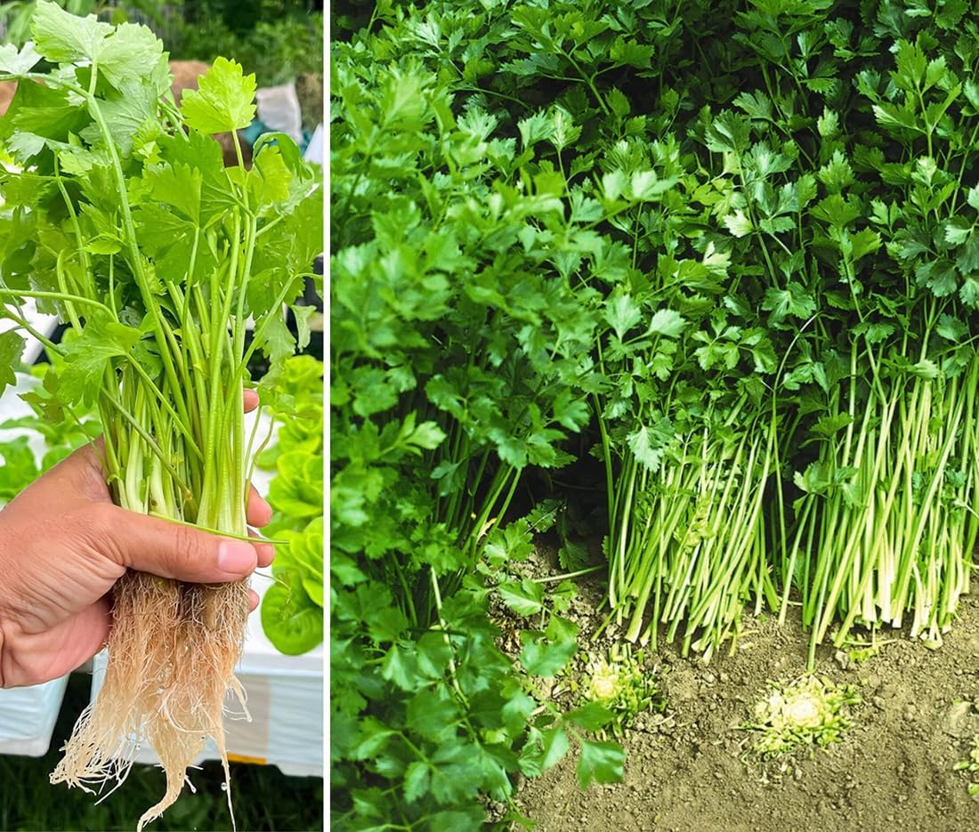 300pcs Cutting Celery Seeds Leaf Celery Culinary