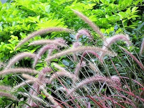 Miniatura 4 de Fuente Púrpura Hierba Ornamental Pennisetum Oscuro Borgoña Flor Jocad (25 Semillas)