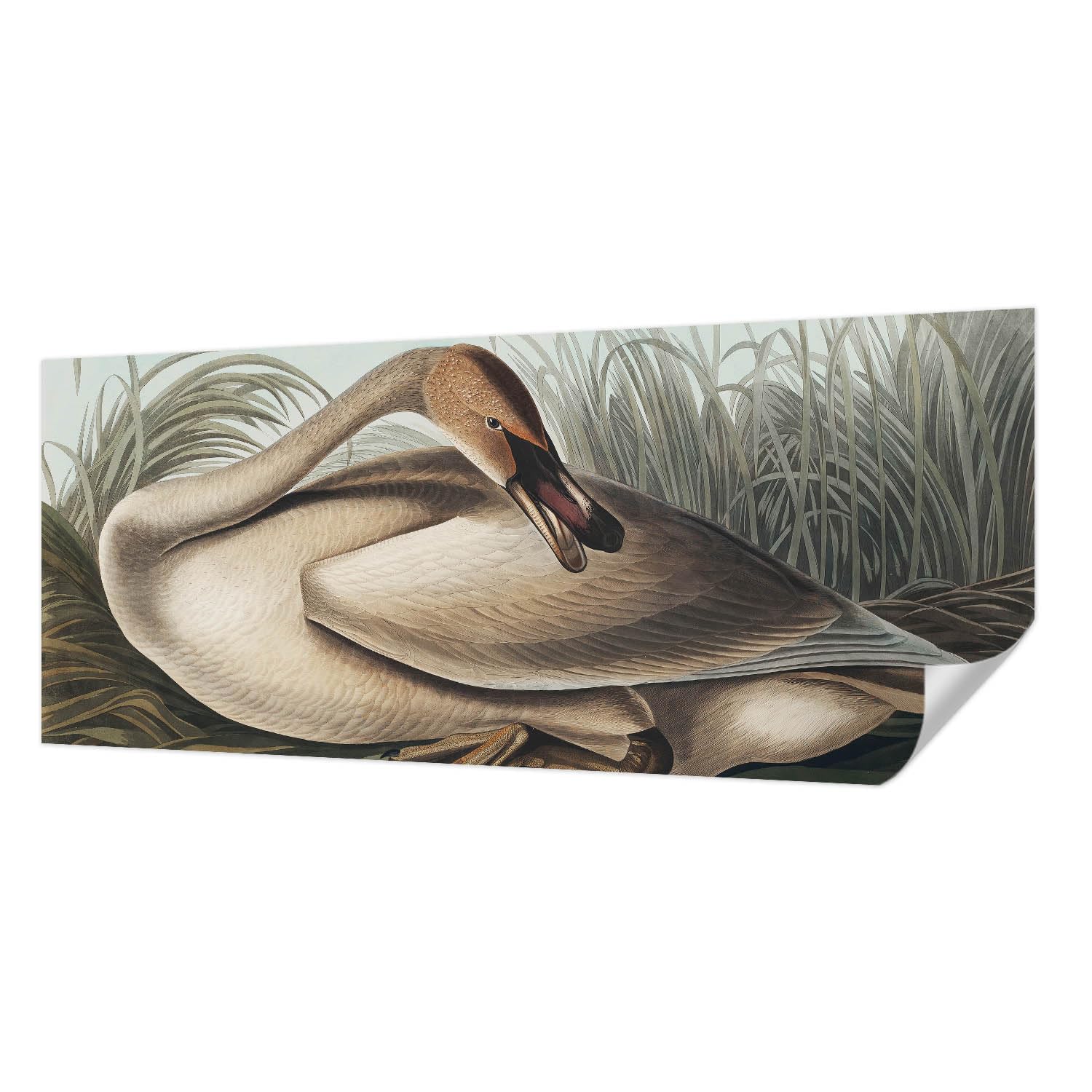 Papier peint adhésif résistant aux taches 250x104 cm motif oiseau naturel