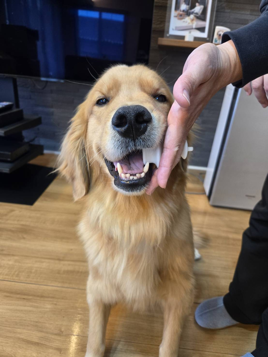 Amazon.co.jp: SUKOSHI くちあけサポーター 犬 歯ブラシ 歯磨き
