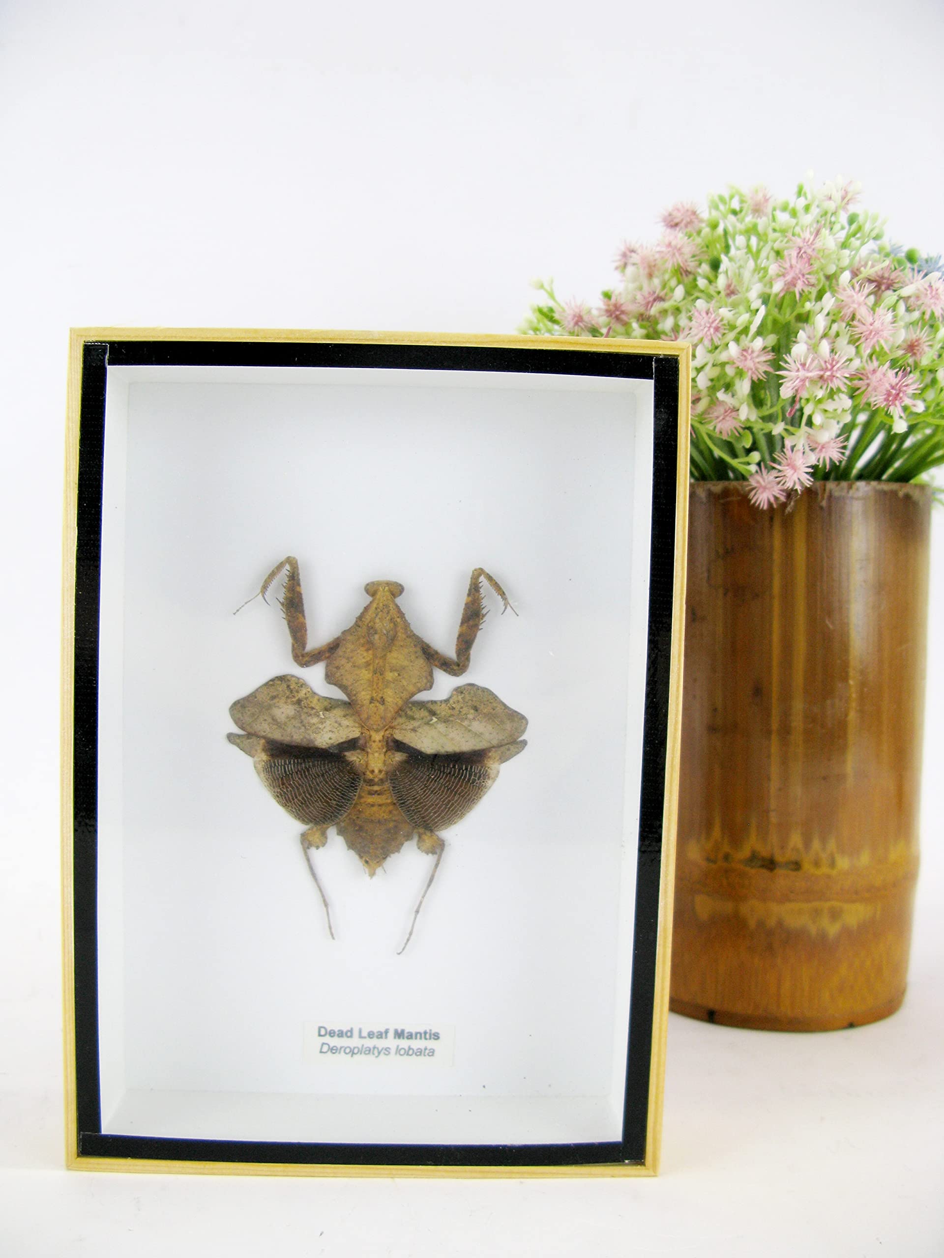 asiahouse24 Dead Leaf Mantis (Deroplatys desiccata) - Praying Mantis - Real Giant and Exotic Insect in 3D Showcase Framed - Taxidermy Wall Art for Living Room