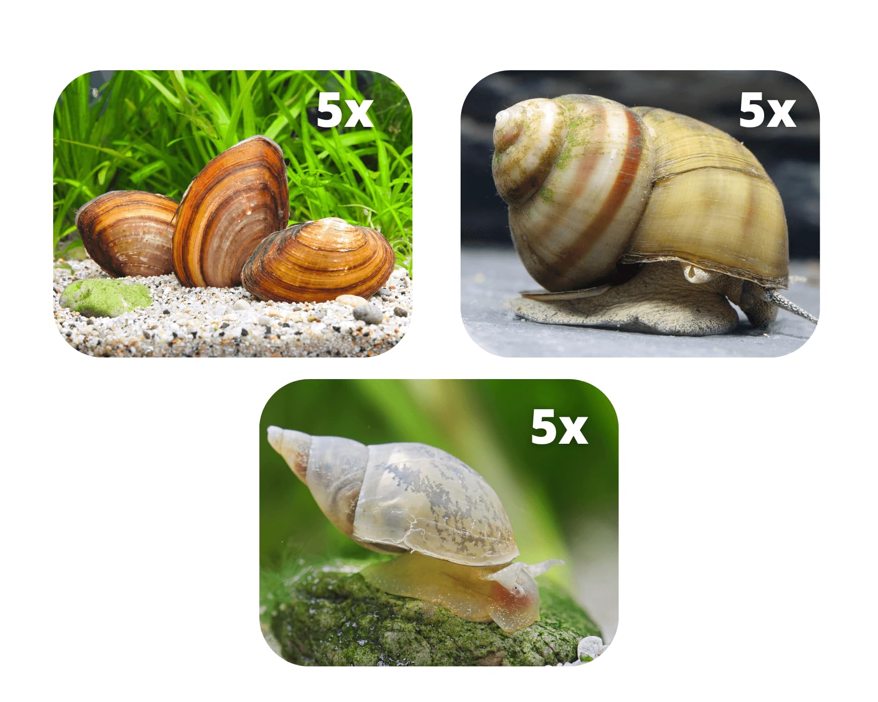 Filtro natural para estanque para tu estanque de jardín para agua clara y contra el lodo del estanque, 5 conchas de estanque, 5 lodos puntiagudos, 5 caracol de tapa dulce.