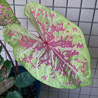 caladium - deko büropflanzen wohnzimmer hochbeett exotische gewächshaus balkon winterhart 350samen