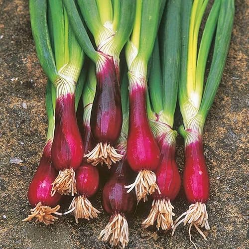 Spring Onion 'Red' 100+ Seeds Vegetable Garden RED STEM Winter Shallots