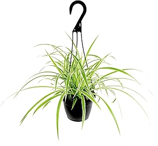 Live Spider Plant in 6