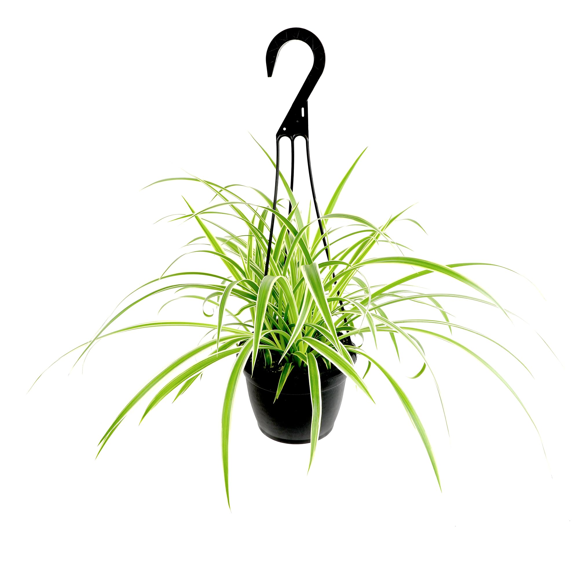 Live Spider Plant in 6\