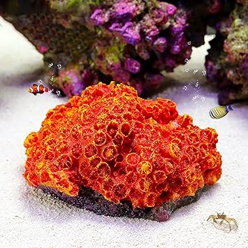 Danmu 1Pc of Polyresin Coral Ornaments, Aquarium Coral Decor for Fish Tank Aquarium Decoration 5.11