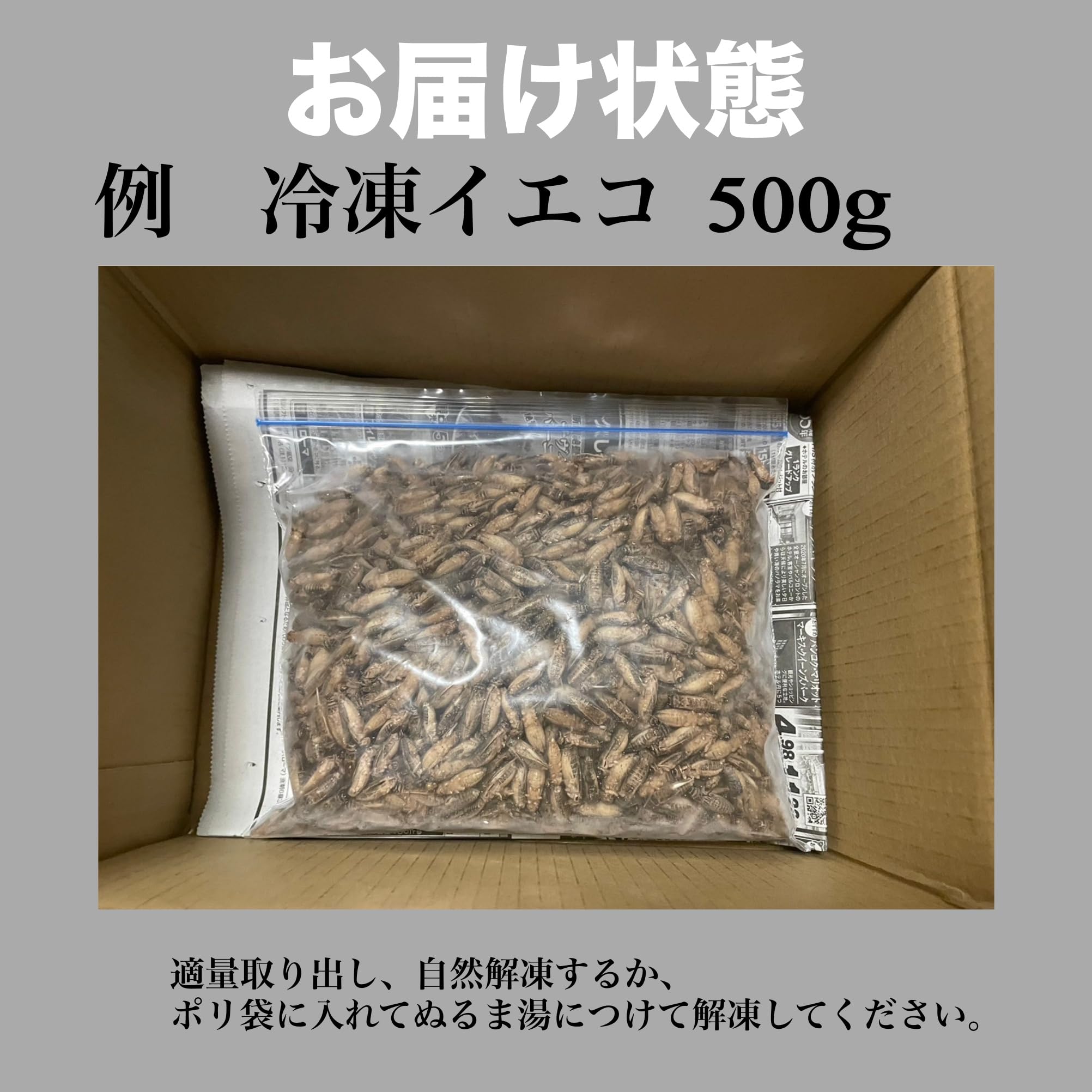 Amazon | 冷凍クロコML 100g コオロギ m l ml メガ スカイ