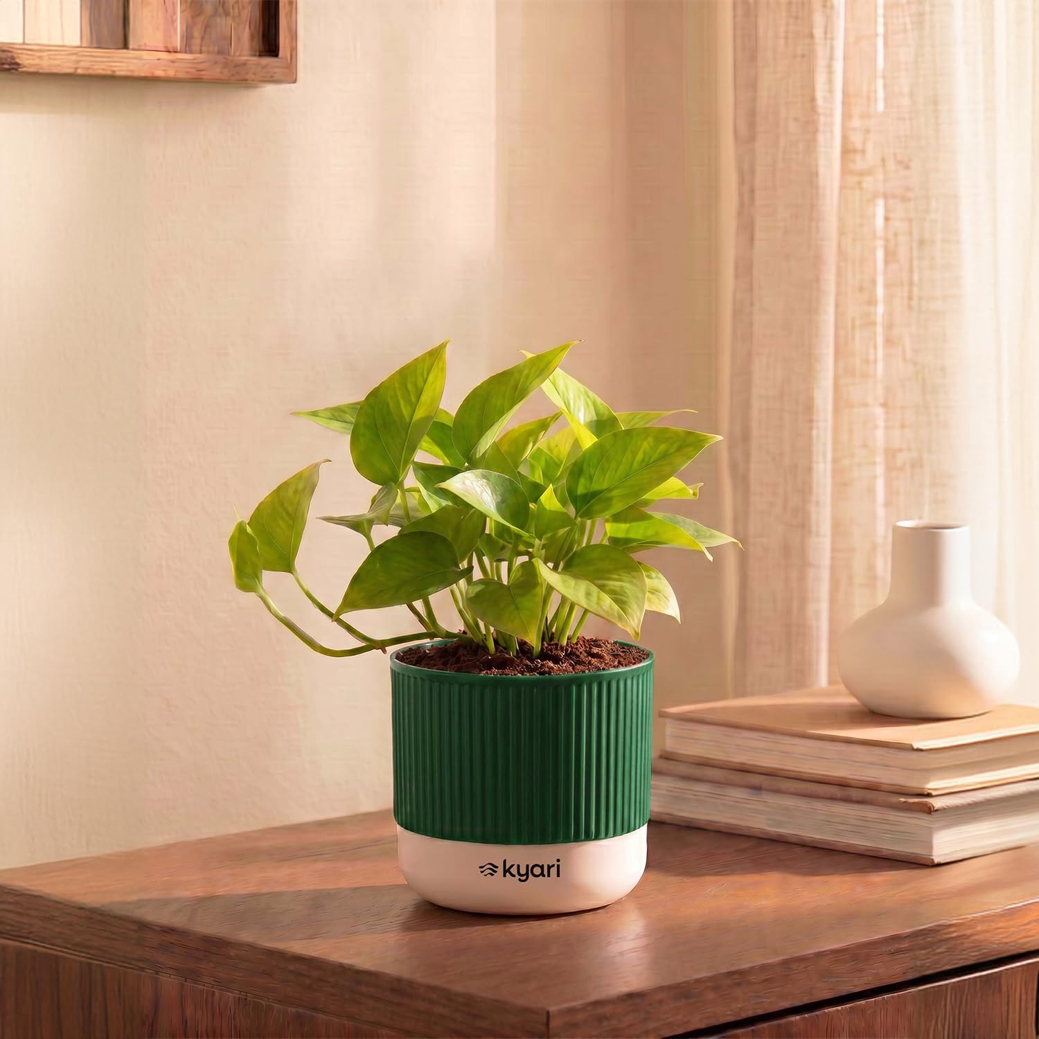 Lucky Jade & Golden Money Plants - Self Watering Pots -11