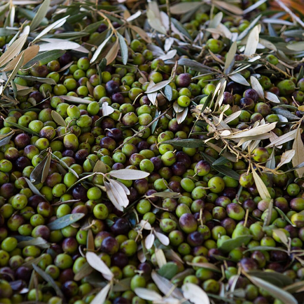 Marfuga L'affiorante Extra Virgin Olive Oil 2019