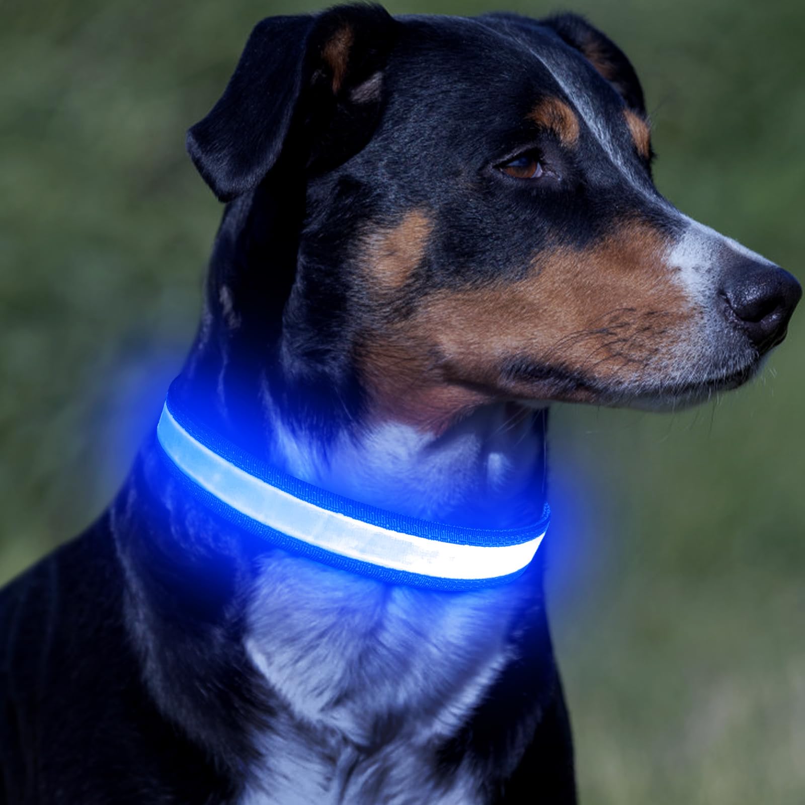 VIZPET Collare per cani a LED ricaricabile tramite USB, 100% impermeabile, regolabile, con luce di sicurezza super luminosa, collari luminosi per cani (blu, medio