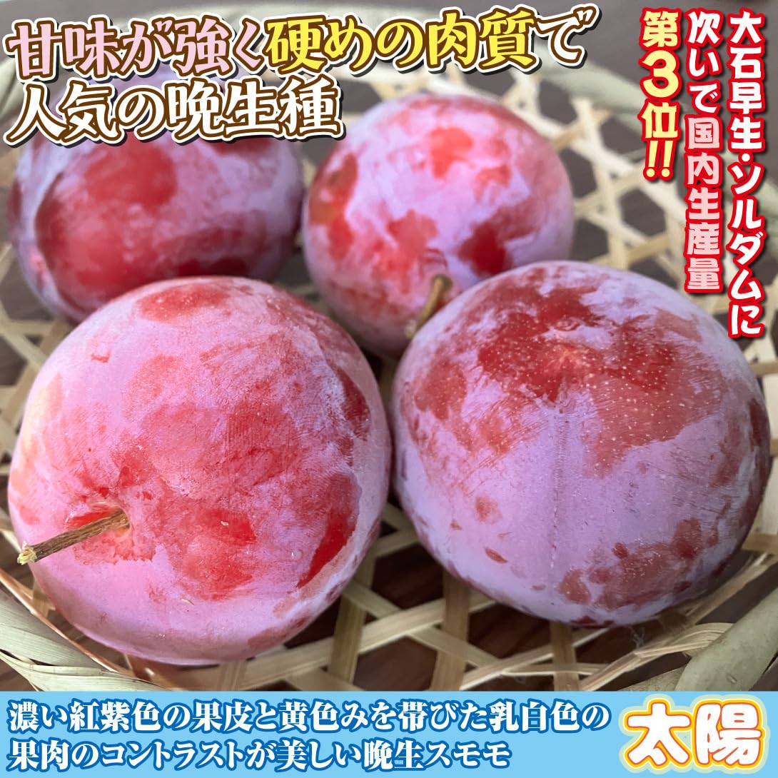 Amazon.co.jp: 果樹苗 スモモ 太陽 1株/ 国華園 25年秋商品 : DIY